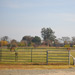 Irrigated Pastures