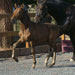Pilar ADP. 2011 filly. Pilar will be retained by Andalusian Dressage Partners for their breeding program.