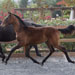Santo ADP 2010 colt (Kudu x Noble GF)
